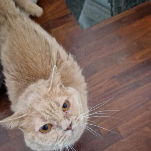 FLUTE - Femmina - 9 anni (nata a maggio 2016)  - Razza: British Shorthair  - Carattere: buona, socievole, tranquilla   Foto 6
